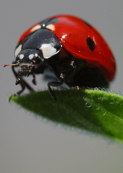 Carte Coccinelle Gros Plan : Envoyer une Carte D'animaux 